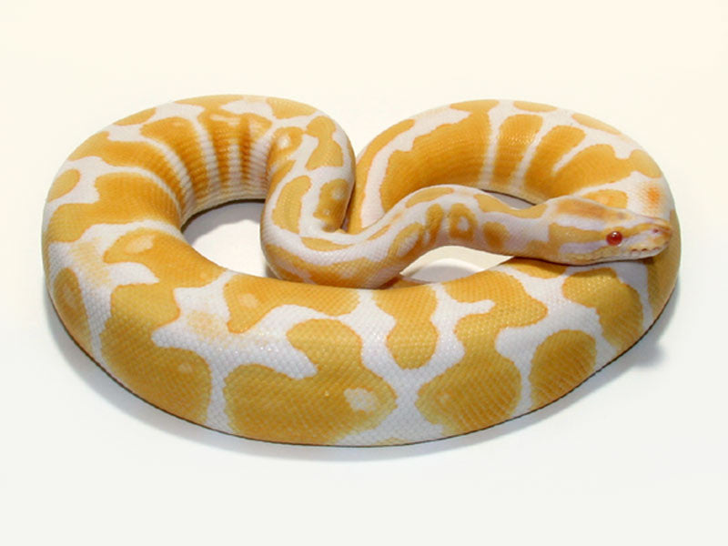 Albino